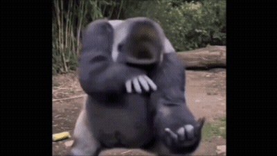 Gorilla Standing In Dirt With Hands On Face GIF
