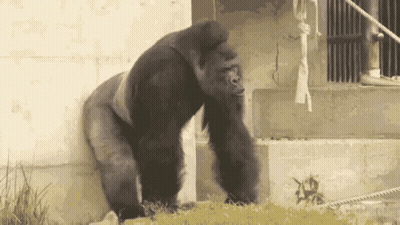 Gorilla Standing In Front Of Building With Ropes GIF
