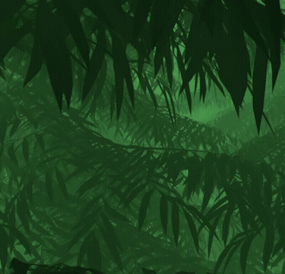 Gorilla Standing In Jungle GIF