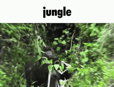 Gorilla Standing In Jungle With Word Jungle GIF