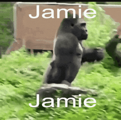 Gorilla Standing On Rock Named Jamie GIF