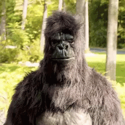 Gorilla Thumbs Up