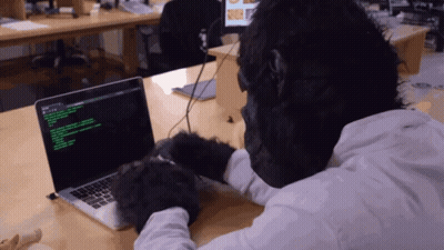Gorilla Typing On Laptop With Green Screen GIF