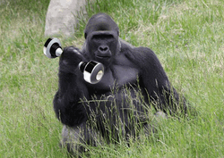 Gorilla Using Dumbbell