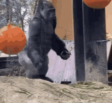 Gorilla Walking GIF