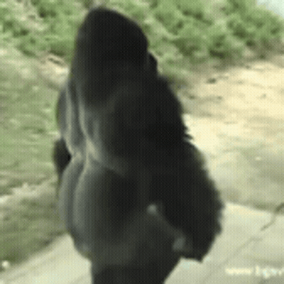 Gorilla Walking Looking At Something GIF