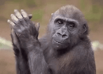 Gorilla Waving GIF