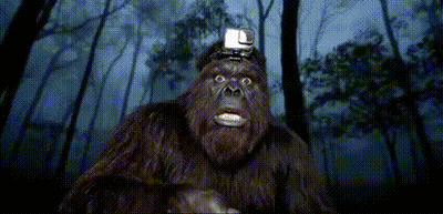 Gorilla Wearing GoPro GIF