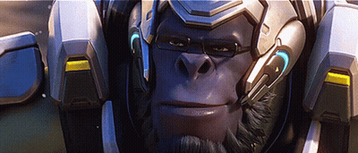 Gorilla Wearing Helmet GIF