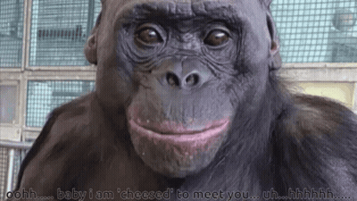 Gorilla With Baby I Am Cheesed To Meet You GIF