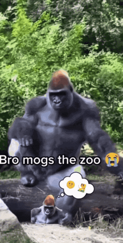 Gorilla With Bro Mogs Thought Bubble GIF