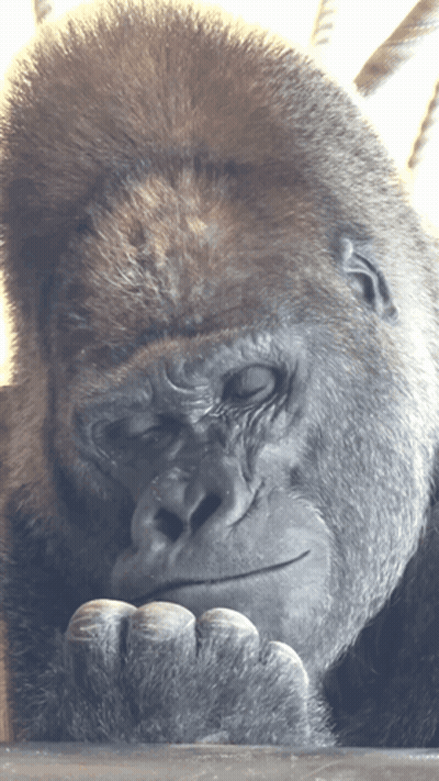 Gorilla With Eyes Closed GIF