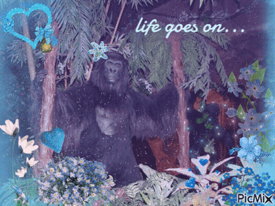 Gorilla With Flowers Saying Life Goes On GIF