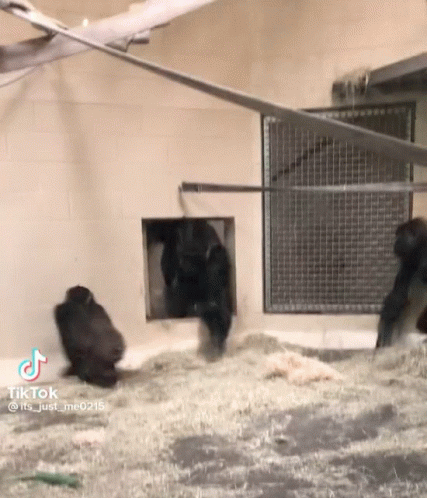 Gorillas In Cage Looking Out Of Hole GIF