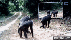 Gorillas Looking In The Mirror