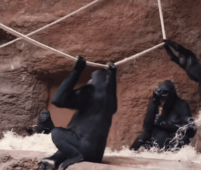 Gorillas Playing With Ropes GIF
