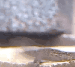 Got Crazy Dancing Lizard GIF