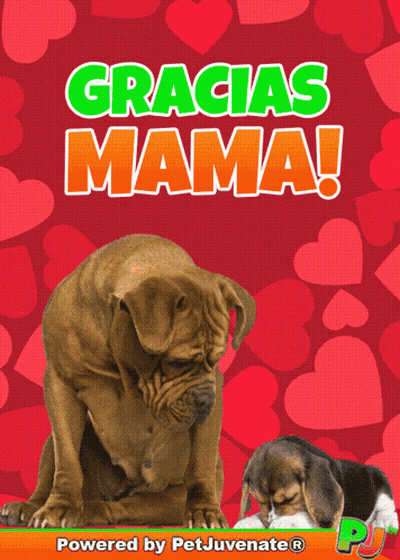 Gracias Mama Poster With Dog GIF