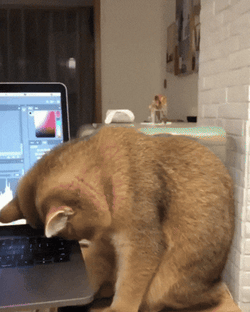 Gracioso Humor Buenas Noches GIF
