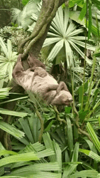 Gracioso Humor Buenas Noches GIF