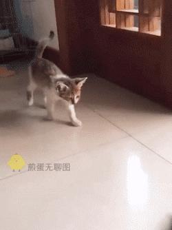 Gracioso Humor Buenas Noches GIF