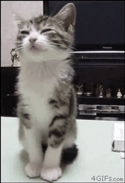 Gracioso Humor Buenas Noches GIF