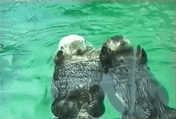 Gracioso Humor Buenas Noches GIF