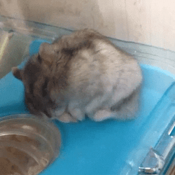 Gracioso Humor Buenas Noches GIF