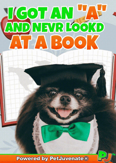 Grad Dog Bow Tie I Got An A GIF