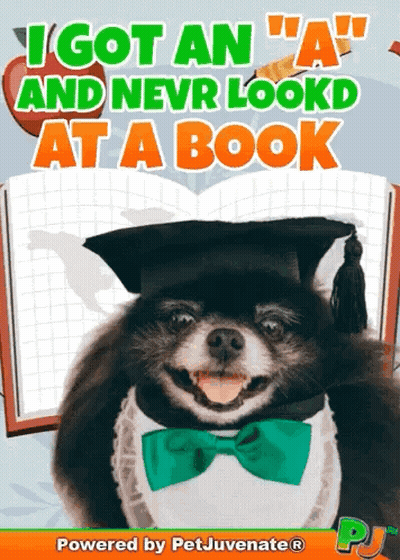 Graduation Dog Saying I Got An A GIF