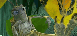 Grasshopper Shocked What GIF
