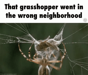 Grasshopper Went In Wrong Neighborhood GIF