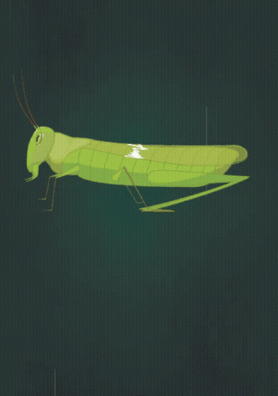 Grasshopper With Long Legs And Tail GIF