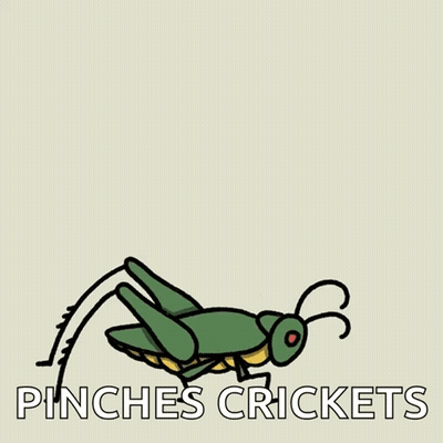 Grasshopper With Pinches Crickets GIF