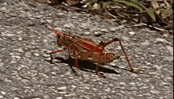 Graveyard Grasshopper Insect
