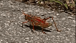 Graveyard Running Grasshopper GIF