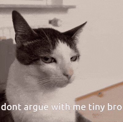 Gray And White Cat Dont Argue With Me Tiny Bro GIF