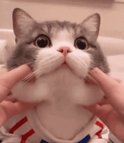 Gray And White Cat Held By Hands GIF