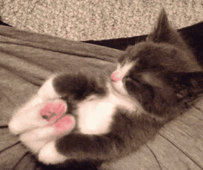 Gray And White Cat Laying On Back GIF