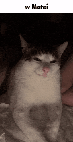 Gray And White Cat Looking At Camera GIF