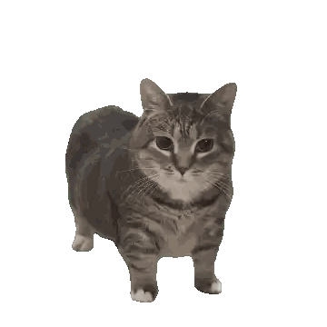 Gray And White Cat Looking At Camera Sticker