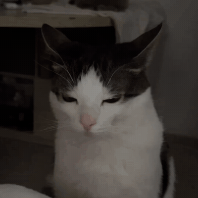 Gray And White Cat Looking At Camera Serious GIF