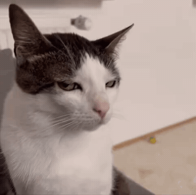 Gray And White Cat Looking At Camera GIF