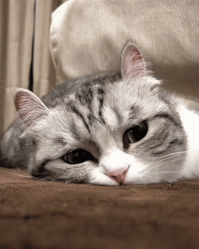 Gray And White Cat Lying Down GIF