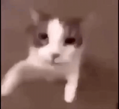 Gray And White Cat Lying Down GIF