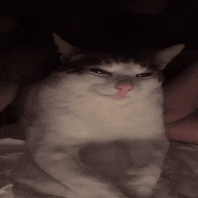 Gray And White Cat On Bed Making Face GIF