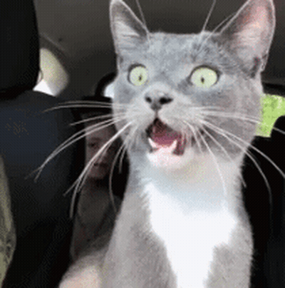 Gray And White Cat Sitting In Back Seat Of Car With Mouth Open GIF