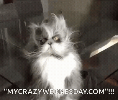 Gray And White Cat Sitting In Box With Knife GIF