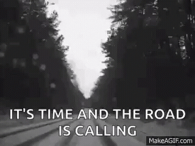 Gray And White Cat Sitting In Car Back Seat GIF