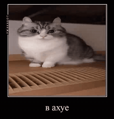 Gray And White Cat Sitting Next To Heater GIF